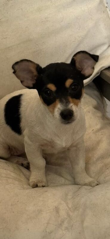 Jack Russell puppies parsons short legged for sale in Banbury, Oxfordshire