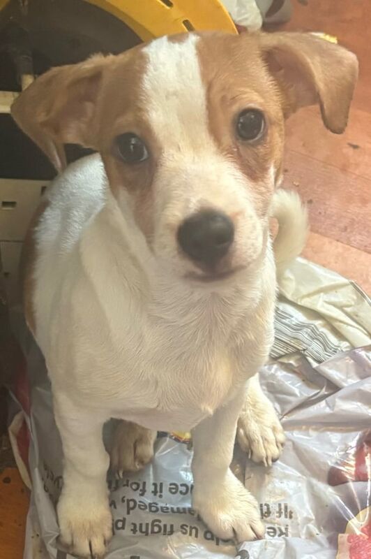 Jack Russell puppies puppy for sale in Huddersfield, West Yorkshire