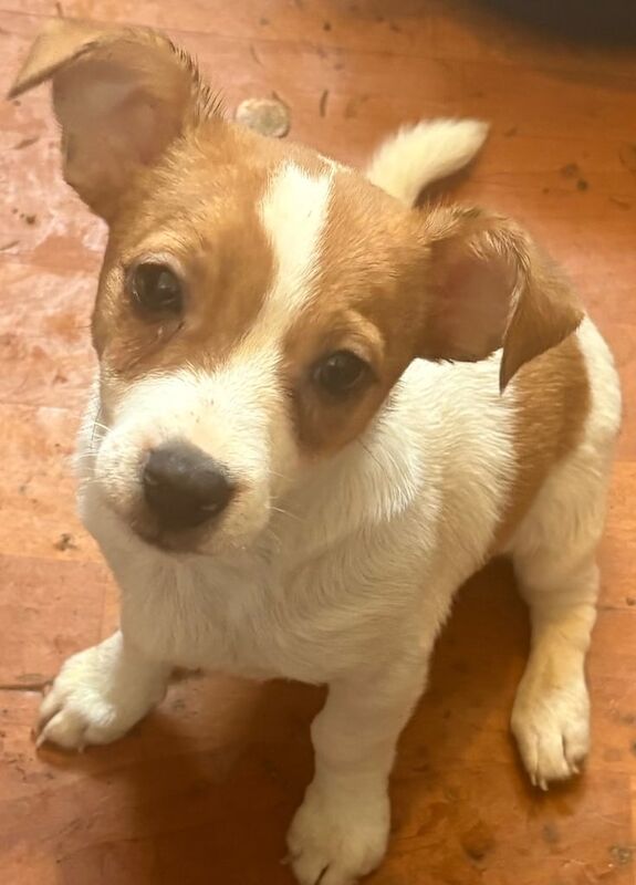 Jack Russell puppies puppy for sale in Huddersfield, West Yorkshire | Image 2