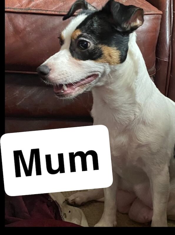 Jack Russell puppies puppy for sale in Huddersfield, West Yorkshire | Image 3