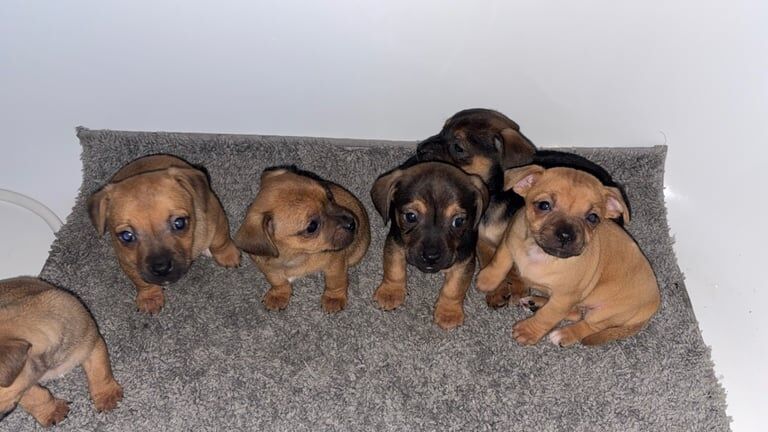 Jack Russell Terrier puppies for sale in Walsall, West Midlands – 8 weeks old