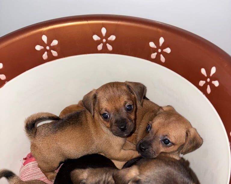 Jack Russell Terrier puppies for sale in Walsall, West Midlands – 11 weeks old - Image 2 of 5