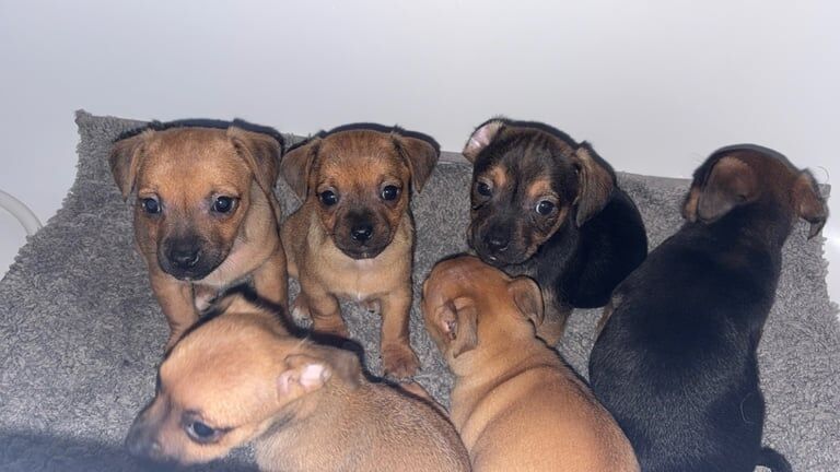 Jack Russell Terrier puppies for sale in Walsall, West Midlands – 11 weeks old - Image 3 of 5