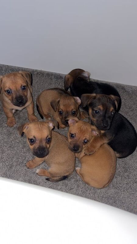 Jack Russell Terrier puppies for sale in Walsall, West Midlands – 11 weeks old - Image 4 of 5