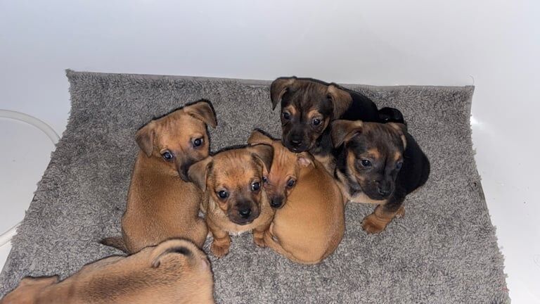 Jack Russell Terrier puppies for sale in Walsall, West Midlands – 11 weeks old - Image 5 of 5