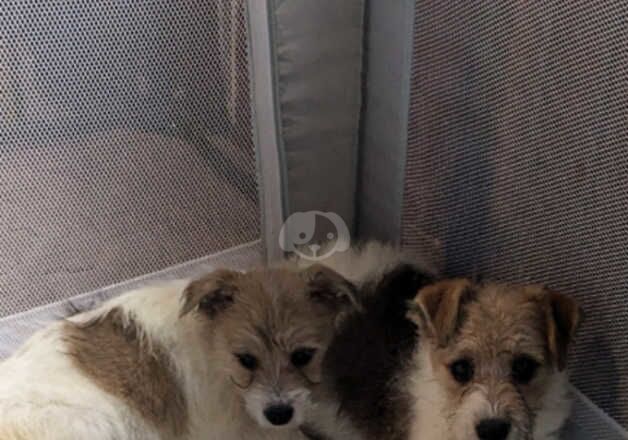 Jack Russell Terrier puppies for sale in Telford, Shropshire – 1 year old - Image 3 of 5