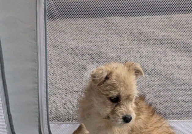 Jack Russell Terrier puppies for sale in Telford, Shropshire – 1 year old - Image 4 of 5