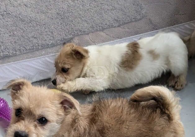 Jack Russell Terrier puppies for sale in Telford, Shropshire – 1 year old - Image 5 of 5