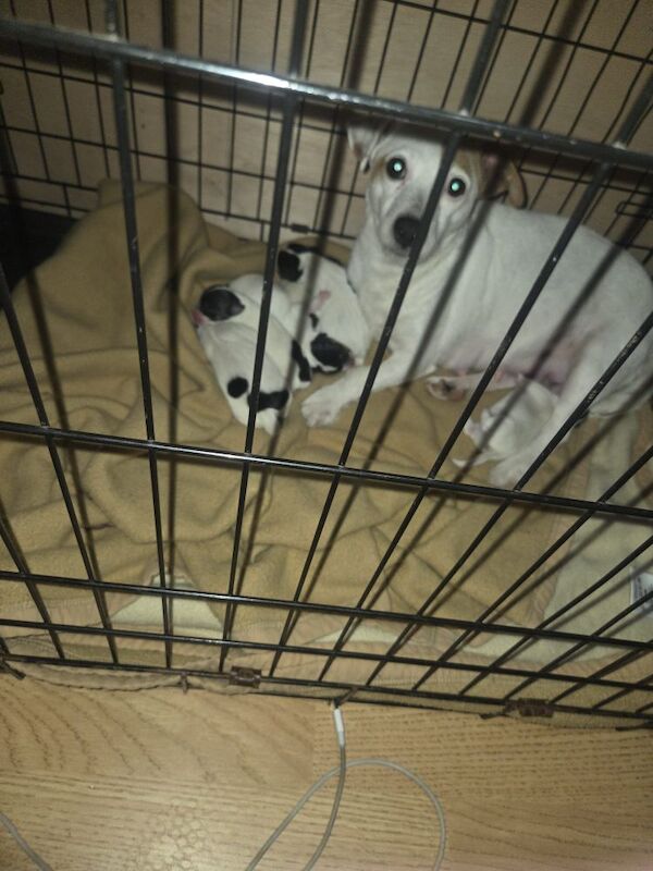 Jack Russell puppies for sale in Bolton, Greater Manchester – 8 weeks old