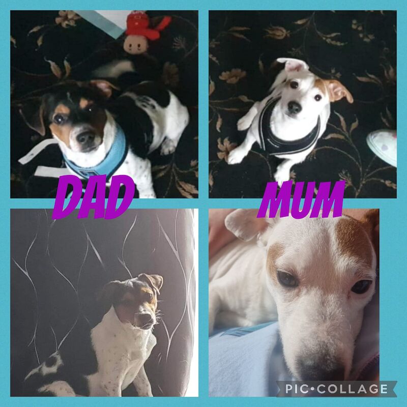 Jack Russell puppies for sale in Bolton, Greater Manchester – 8 weeks old - Image 2 of 15