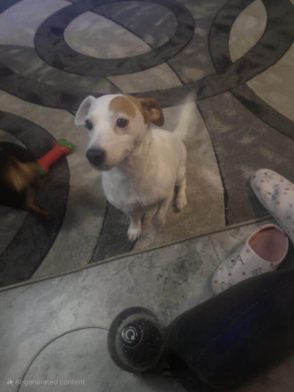 Jack Russell puppies for sale in Bolton, Greater Manchester – 8 weeks old - Image 3 of 15