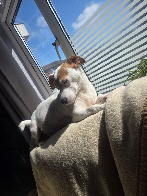 Jack Russell puppies for sale in Bolton, Greater Manchester – 8 weeks old - Image 4 of 15