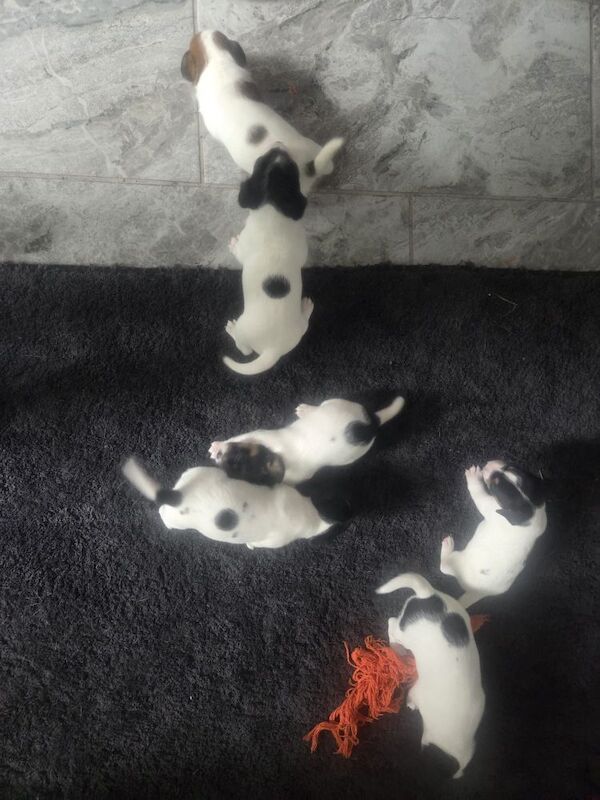 Jack Russell puppies for sale in Bolton, Greater Manchester – 8 weeks old - Image 5 of 15