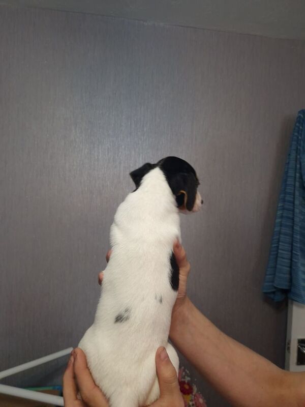 Jack Russell puppies for sale in Bolton, Greater Manchester – 8 weeks old - Image 6 of 15