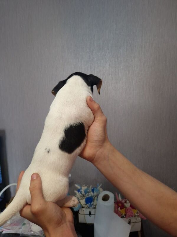 Jack Russell puppies for sale in Bolton, Greater Manchester – 8 weeks old - Image 7 of 15