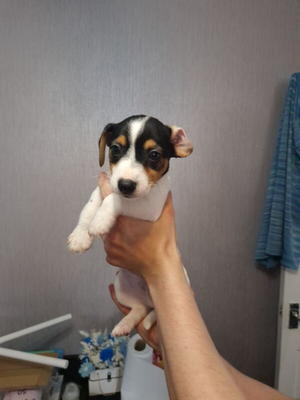 Jack Russell puppies for sale in Bolton, Greater Manchester – 8 weeks old - Image 8 of 15
