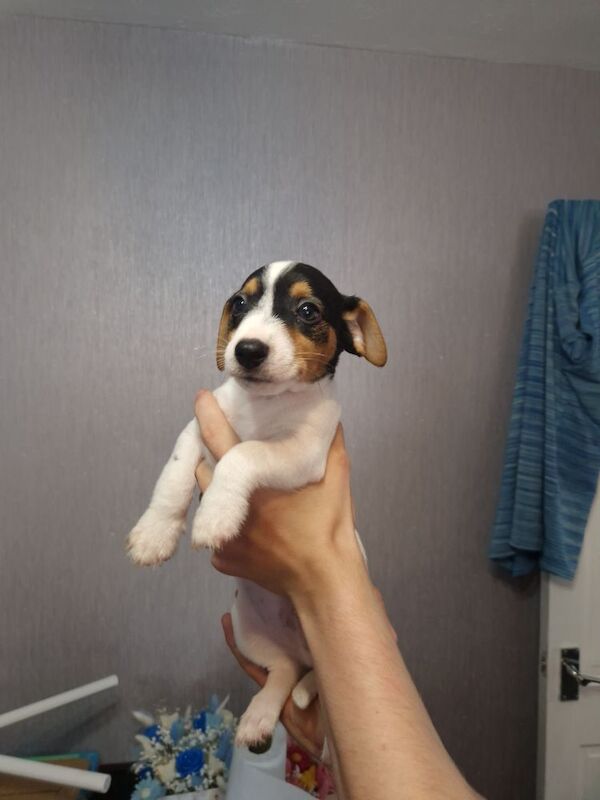 Jack Russell puppies for sale in Bolton, Greater Manchester – 8 weeks old - Image 9 of 15