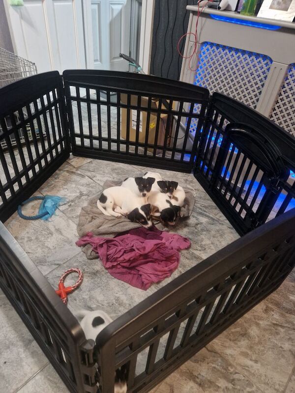 Jack Russell puppies for sale in Bolton, Greater Manchester – 8 weeks old - Image 10 of 15