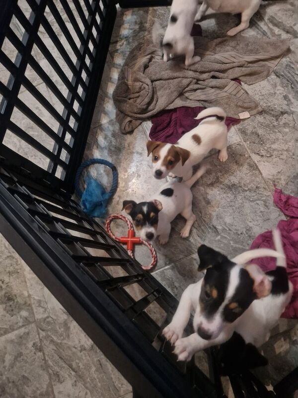 Jack Russell puppies for sale in Bolton, Greater Manchester – 8 weeks old - Image 11 of 15