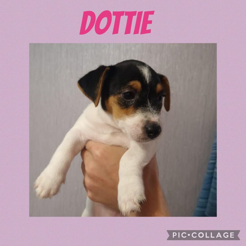 Jack Russell puppies for sale in Bolton, Greater Manchester – 8 weeks old - Image 12 of 15