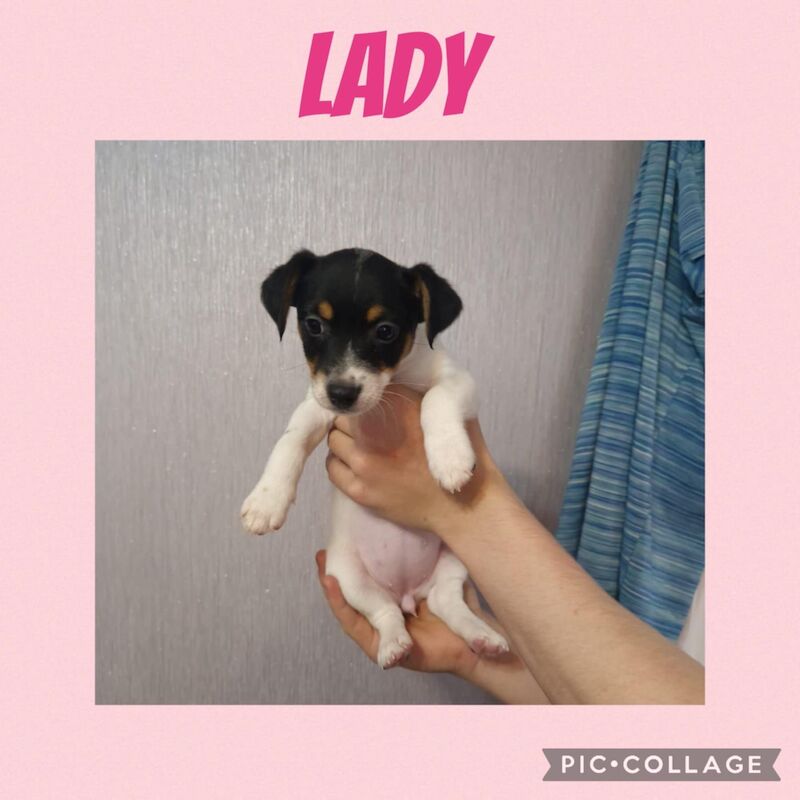 Jack Russell puppies for sale in Bolton, Greater Manchester – 8 weeks old - Image 13 of 15
