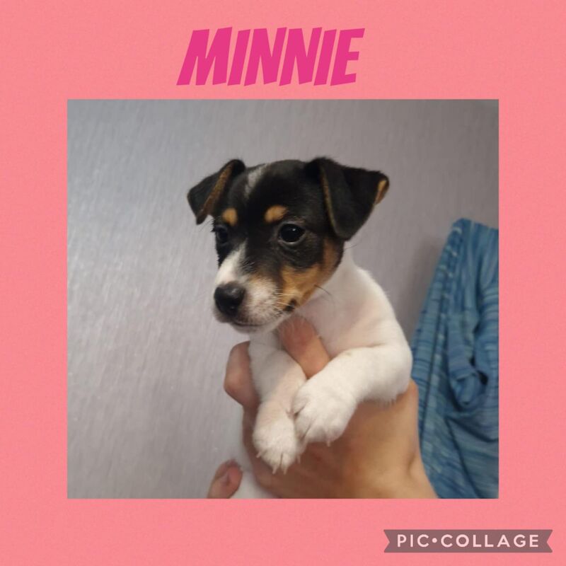 Jack Russell puppies for sale in Bolton, Greater Manchester – 8 weeks old - Image 14 of 15