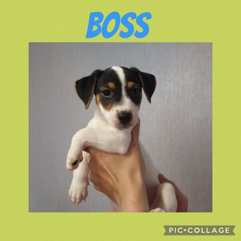 Jack Russell puppies for sale in Bolton, Greater Manchester – 8 weeks old - Image 15 of 15