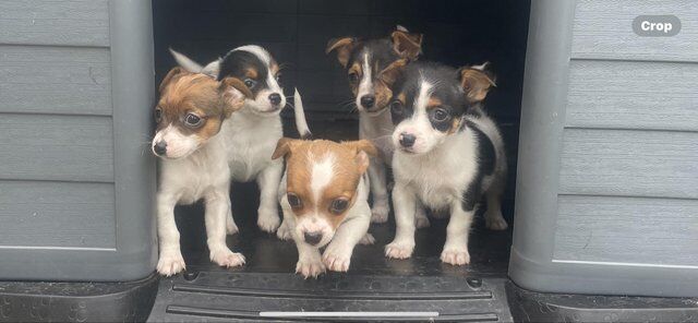Jack Russell Terrier puppies for sale in Truro, Cornwall – 1 year old - Image 1 of 5