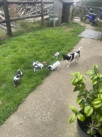Jack Russell Terrier puppies for sale in Truro, Cornwall – 1 year old - Image 2 of 5