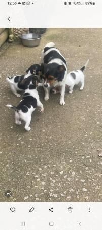 Jack Russell Terrier puppies for sale in Truro, Cornwall – 1 year old - Image 3 of 5