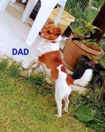 Jack Russell Terrier puppies for sale in Truro, Cornwall – 1 year old - Image 4 of 5