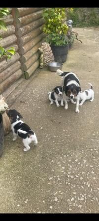 Jack Russell Terrier puppies for sale in Truro, Cornwall – 1 year old - Image 5 of 5