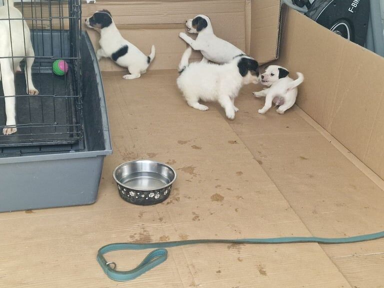Jack Russell Terrier puppies for sale in Badminton, Gloucestershire – 8 weeks old