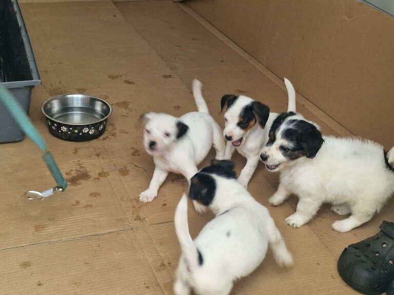 Jack Russell Terrier puppies for sale in Badminton, Gloucestershire – 3 months old - Image 2 of 3