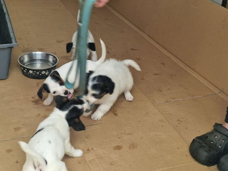 Jack Russell Terrier puppies for sale in Badminton, Gloucestershire – 3 months old - Image 3 of 3