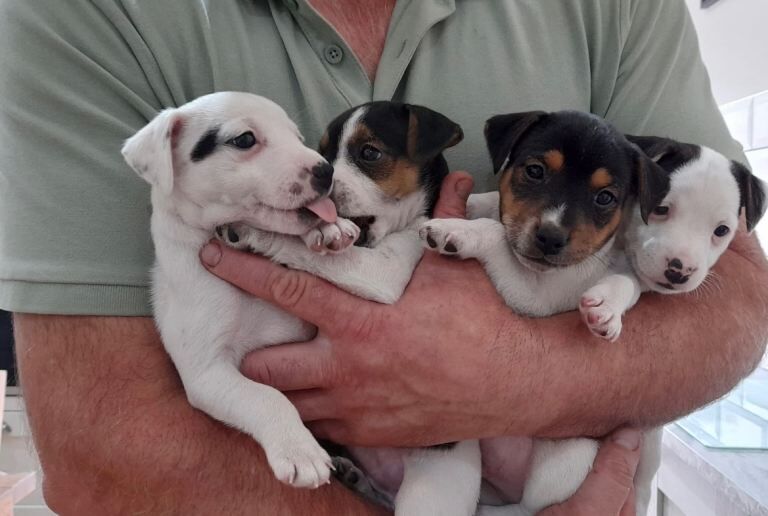 Jack Russell Puppies ready now