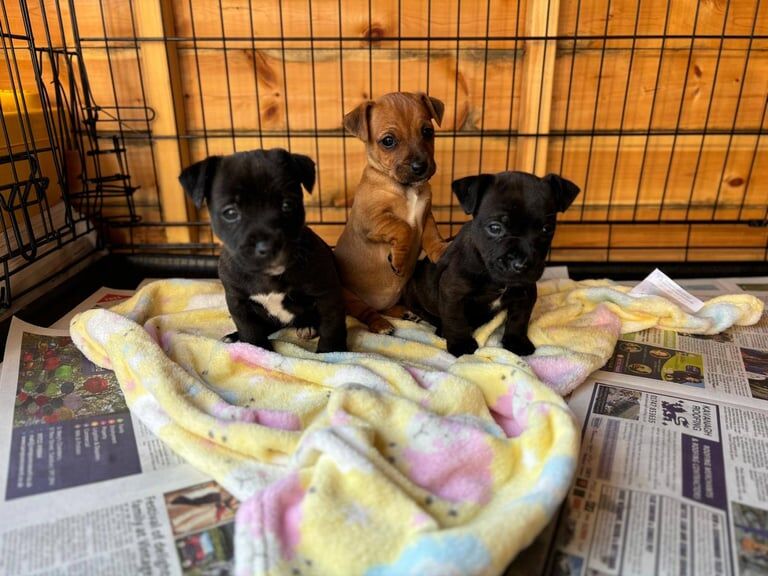 Jack Russell puppies ready to go 2 girls 1 boy for sale in Fareham, Hampshire