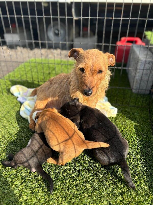 Jack Russell puppies ready to go 2 girls 1 boy for sale in Fareham, Hampshire - Image 2