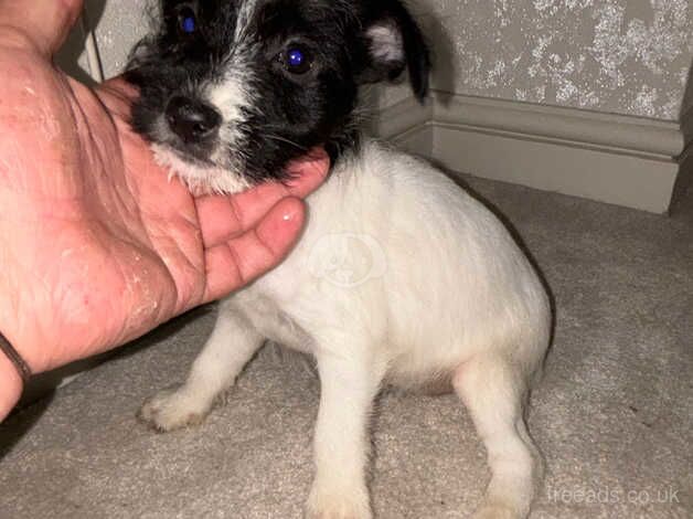 Jack Russell Terrier puppies for sale in Walsall, West Midlands – 1 year old - Image 5 of 5
