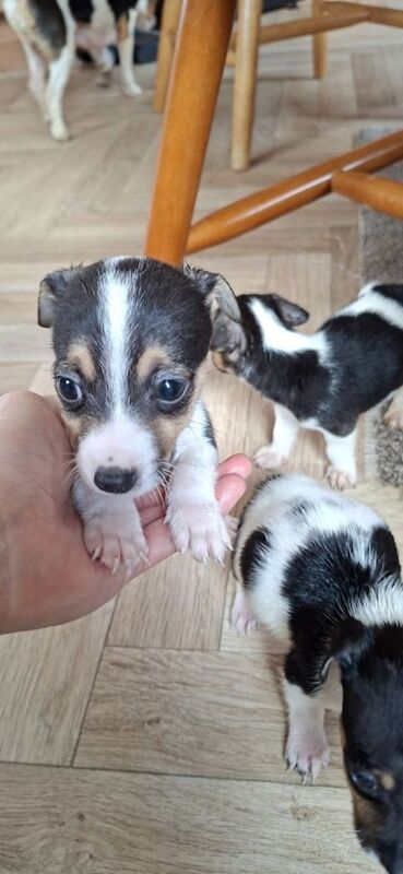 Jack Russell puppies ready to leave
