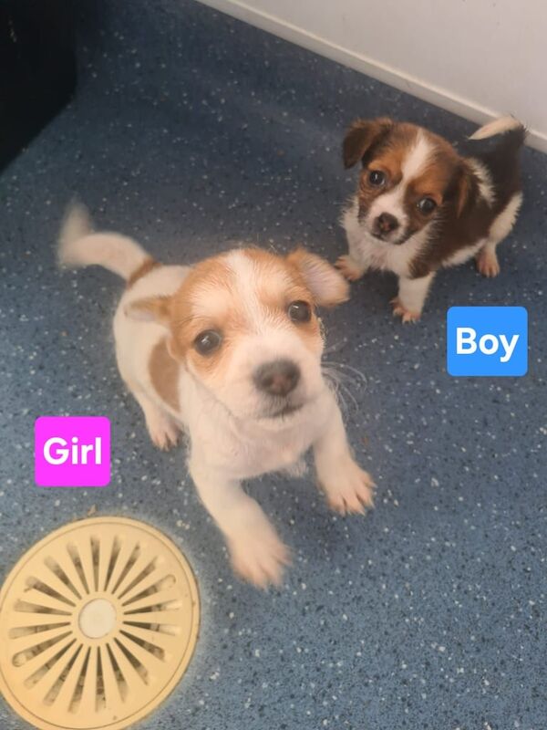 Jack Russell puppies for sale in Northfleet, Kent – 8 weeks old