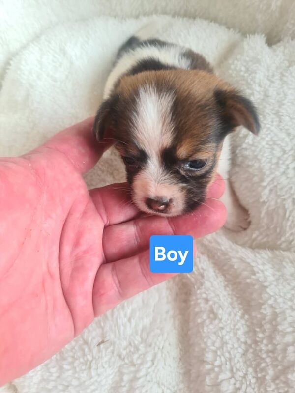 Jack Russell puppies for sale in Northfleet, Kent – 8 weeks old - Image 2 of 3