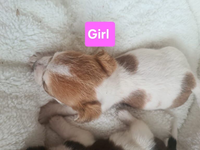 Jack Russell puppies for sale in Northfleet, Kent – 8 weeks old - Image 3 of 3