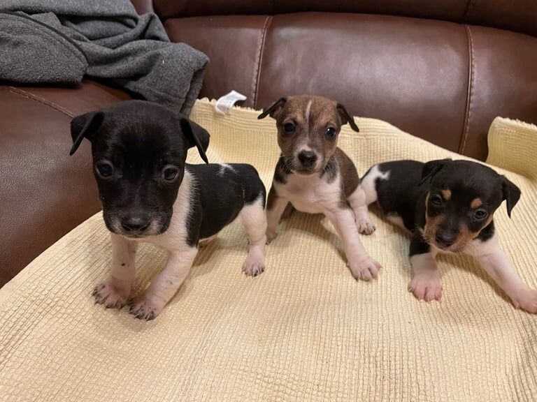 Jack Russell puppies for sale in Sandwell, West Midlands – 8 weeks old