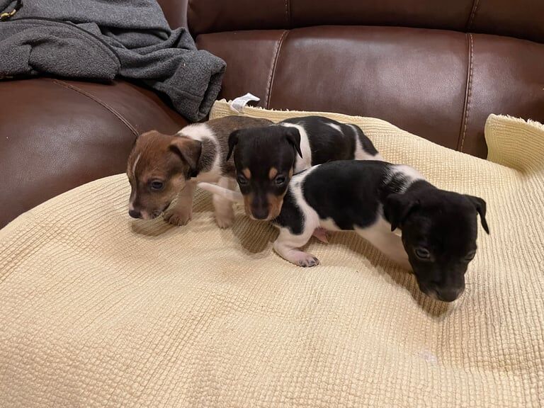Jack Russell puppies for sale in Sandwell, West Midlands – 8 weeks old - Image 3 of 3