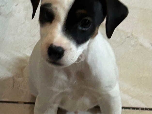 Jack Russell Terrier puppies for sale in Turriff, Aberdeenshire – 1 year old - Image 1 of 5