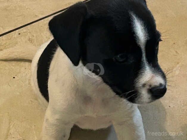 Jack Russell Terrier puppies for sale in Turriff, Aberdeenshire – 1 year old - Image 5 of 5