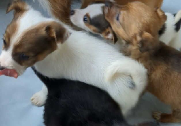 Jack Russell Terrier puppies for sale in Telford, Shropshire – 1 year old - Image 2 of 3