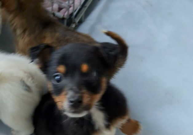 Jack Russell Terrier puppies for sale in Telford, Shropshire – 1 year old - Image 3 of 3