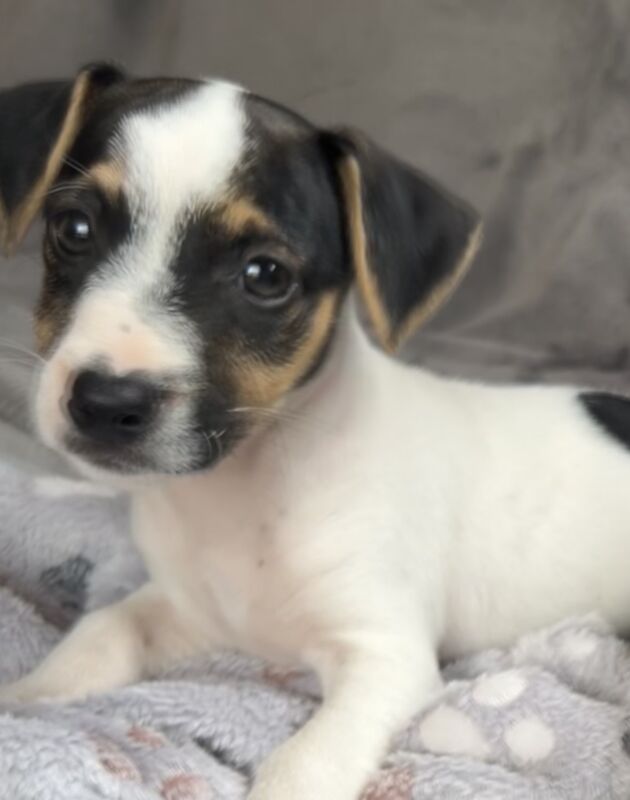 Jack Russell puppy - Image 3 of 3